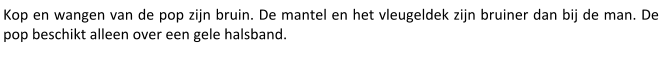 Kop en wangen van de pop zijn bruin. De mantel en het vleugeldek zijn bruiner dan bij de man. De pop beschikt alleen over een gele halsband.