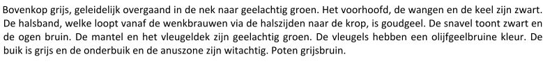 Bovenkop grijs, geleidelijk overgaand in de nek naar geelachtig groen. Het voorhoofd, de wangen en de keel zijn zwart. De halsband, welke loopt vanaf de wenkbrauwen via de halszijden naar de krop, is goudgeel. De snavel toont zwart en de ogen bruin. De mantel en het vleugeldek zijn geelachtig groen. De vleugels hebben een olijfgeelbruine kleur. De buik is grijs en de onderbuik en de anuszone zijn witachtig. Poten grijsbruin.